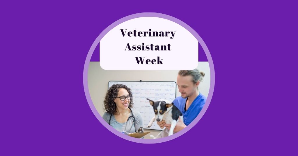 6 Veterinary Marketing Ideas for July UK & EU Vetstoria freebies