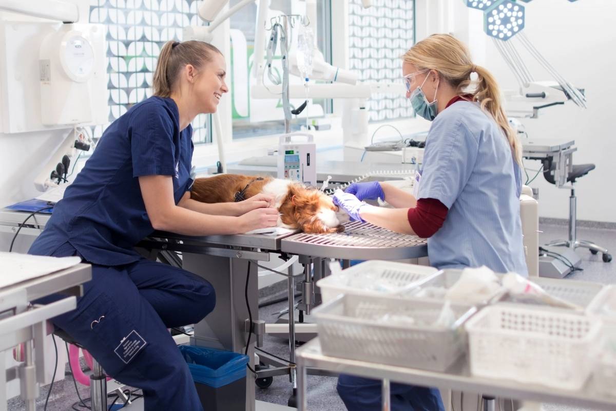 Anicura Lorraine Vet clinic case study Vetstoria