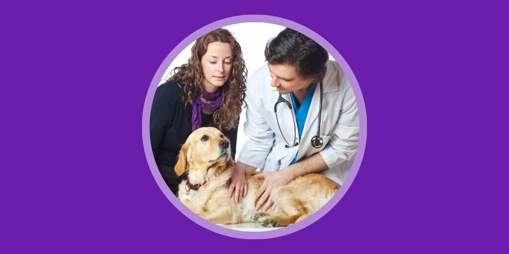 How to Retain Veterinary Clients in a Competitive Market Vetstoria blog