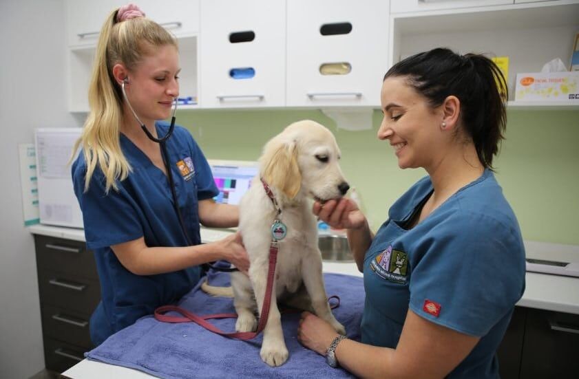 Great western animal hospital australia feature image
