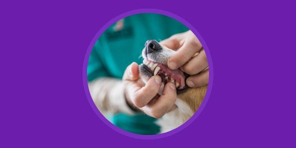 Get the most out of Pet Dental Health Month with Vetstoria blog