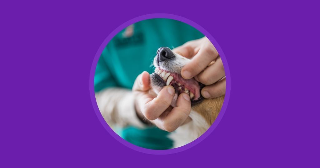 Get the most out of Pet Dental Health Month with Vetstoria blog