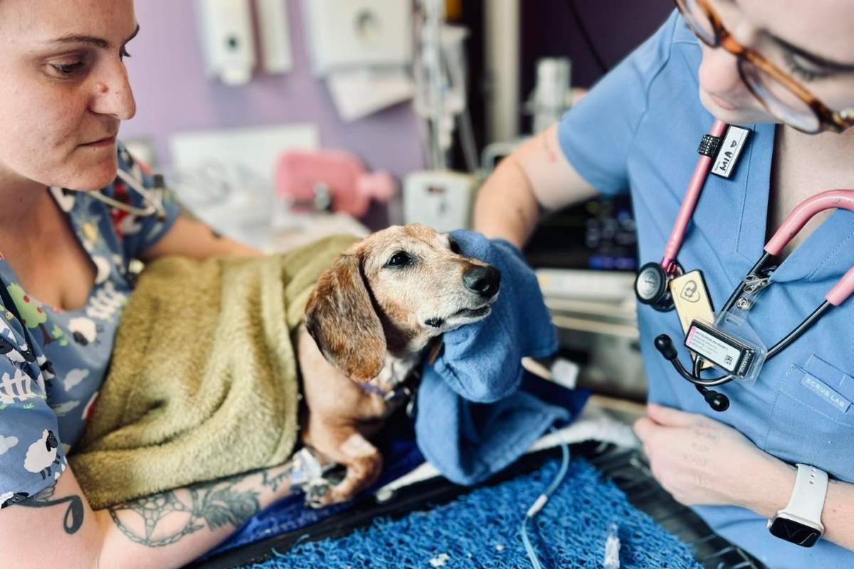 Petmania Vet Surgery image