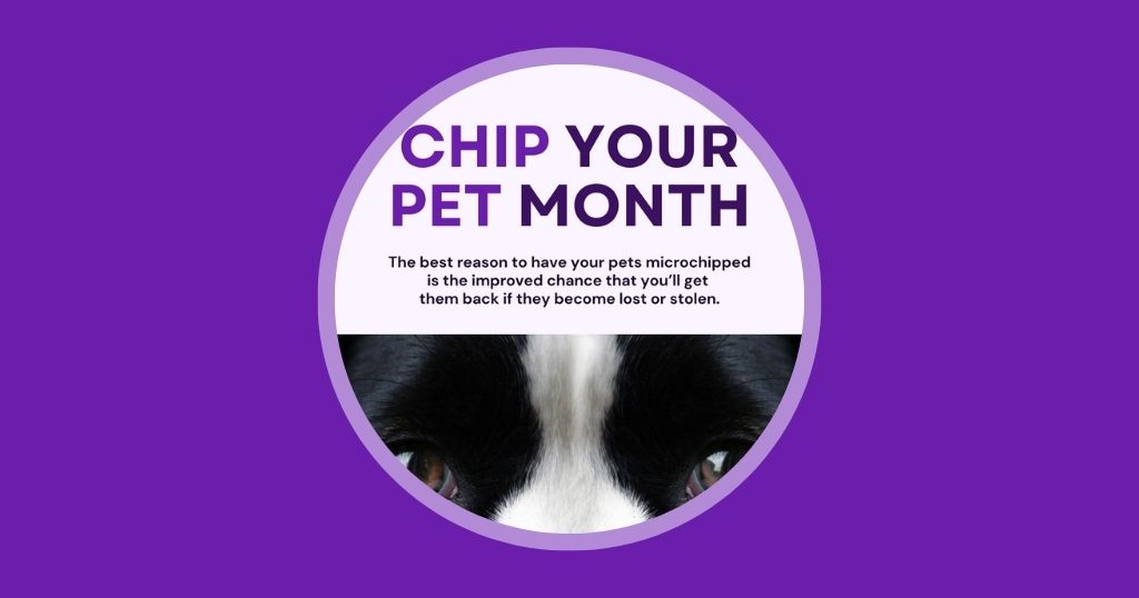 Australia edition 9 Veterinary Marketing Ideas to Boost Engagement in June Vetstoria